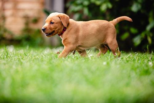 Housetrained KC Registered Female FOX RED, 8 weeks old! for sale in Letchworth Garden City, Hertfordshire - Image 5