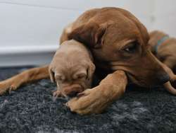 Outstanding KC Registered Fox Red Working Labrador puppies to renowned FTCH for sale in Crossgates, Fife | Image 3