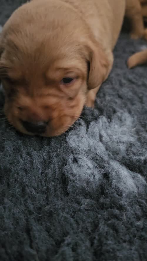 Outstanding KC Registered Fox Red Working Labrador puppies to renowned FTCH for sale in Crossgates, Fife