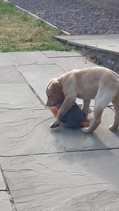 Outstanding KC registered Labradors for Sale in Herefordshire