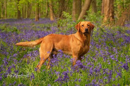 Outstanding litter FTCH pups for sale in Doncaster, South Yorkshire - Image 2