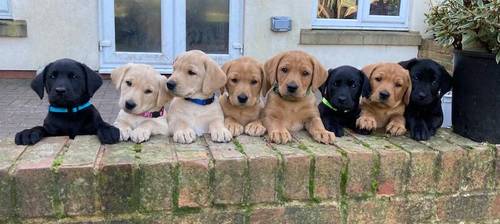 Outstanding litter FTCH pups for sale in Doncaster, South Yorkshire - Image 5