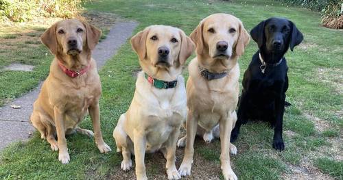 Outstanding litter FTCH pups for sale in Doncaster, South Yorkshire - Image 6