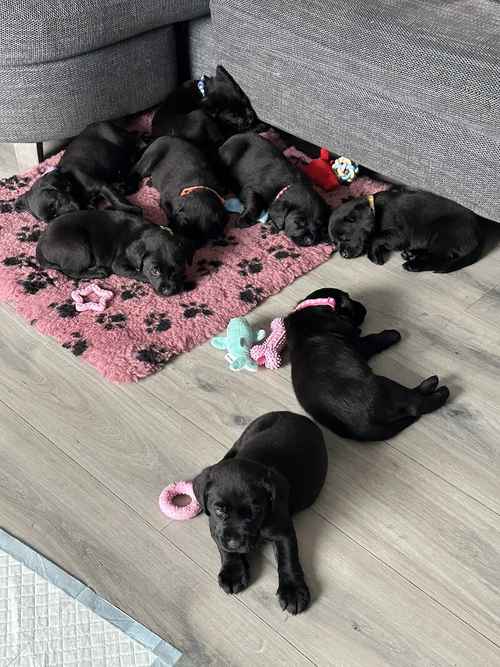 READY NOW gorgeous litter of kc registered Labradors for sale in Warrington, Cheshire
