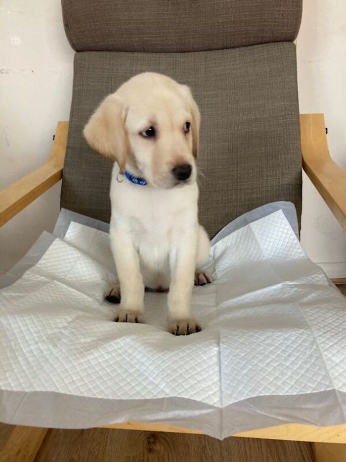 Outstanding Puppies, Fully Health checked & KC registered. Bred with purpose for the best temperament, looks and working ability. (Just 1 left) for sale in Hertfordshire - Image 6
