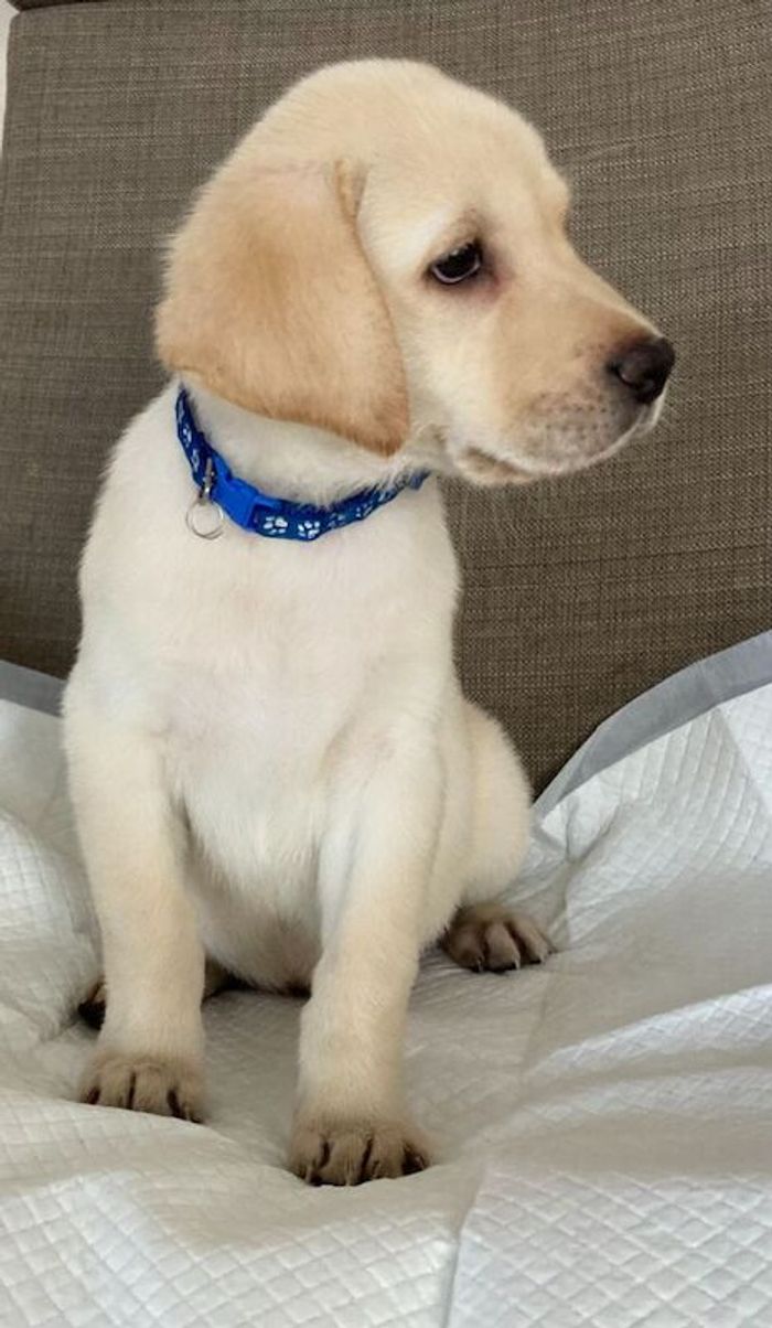 Outstanding Puppies, Fully Health checked & KC registered. Bred with purpose for the best temperament, looks and working ability. (Just 1 left) for sale in Hertfordshire - Image 4