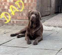 Outstanding Puppies, Fully Health checked & KC registered. Bred with purpose for the best temperament, looks and working ability. (Just 1 left) for sale in Hertfordshire | Image 3