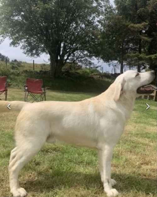 Outstanding Quality Labrador at stud for sale in Denbighshire