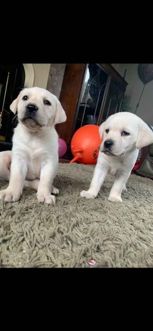 Outstanding Quality Labrador puppies for sale in Ruthin/Rhuthun, Denbighshire