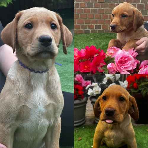 Outstanding Yellow/Red Lab Puppies. 🏡READY NOW🏡 for sale in Doncaster, South Yorkshire