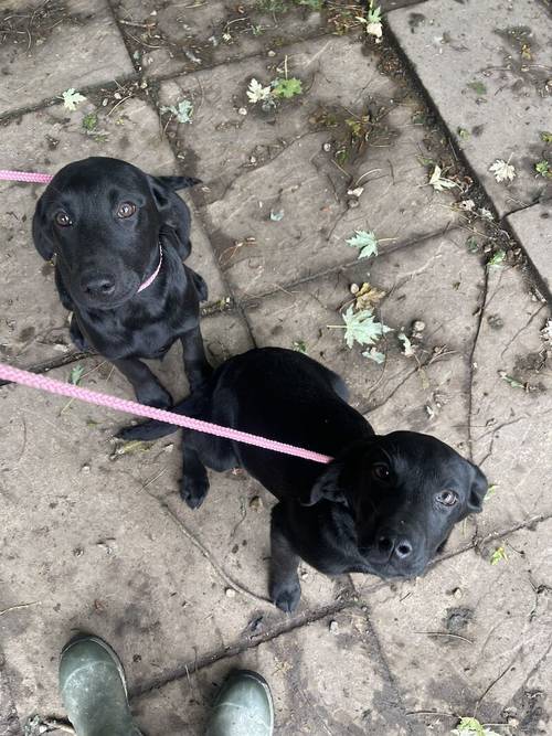 Part Trained Pedigree Black Labrador Boy Puppies for sale in Market Rasen, Lincolnshire - Image 3