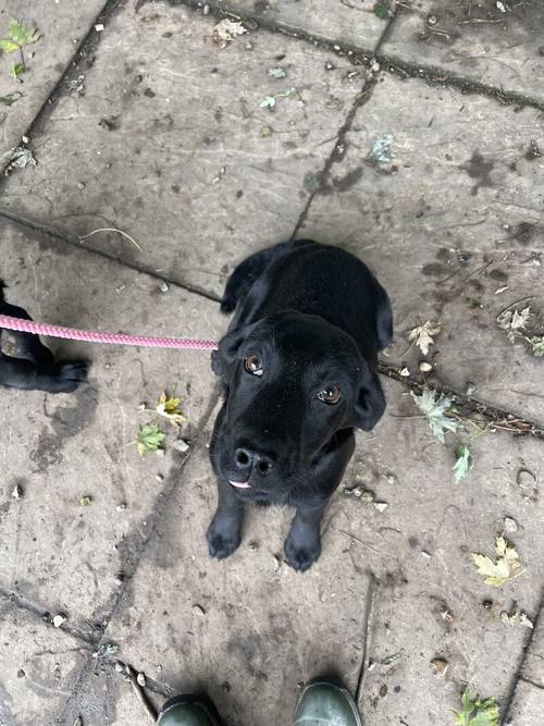 Part Trained Pedigree Black Labrador Boy Puppies for sale in Market Rasen, Lincolnshire - Image 4