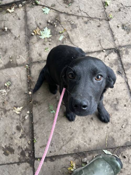 Part Trained Pedigree Black Labrador Boy Puppies for sale in Market Rasen, Lincolnshire - Image 5