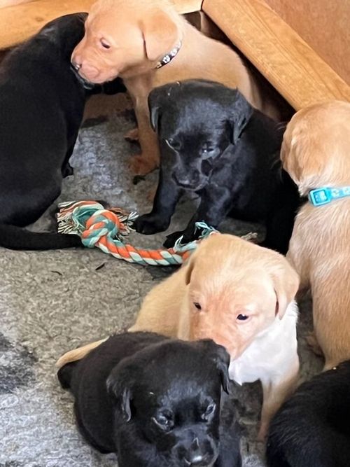 Pedegree Labrador puppies for sale in Ludlow, Shropshire