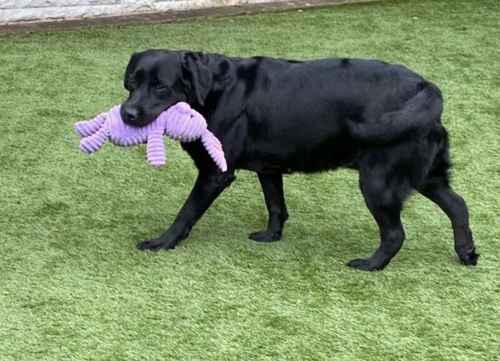 Pedigree Black Labrador for sale in Staffordshire