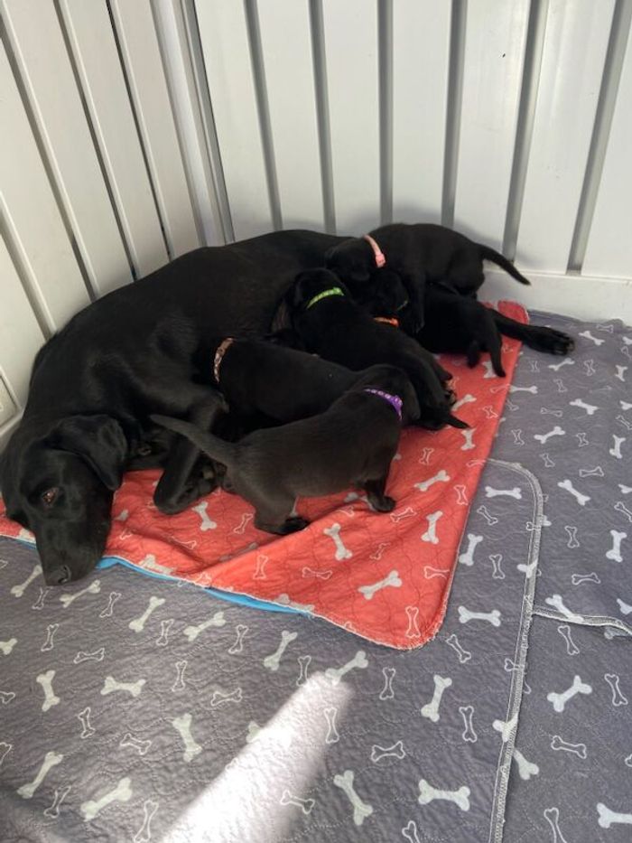 Labrador Retriever puppies for sale in Peterhead, Aberdeenshire – KC registered, 6 weeks old - Image 7 of 10