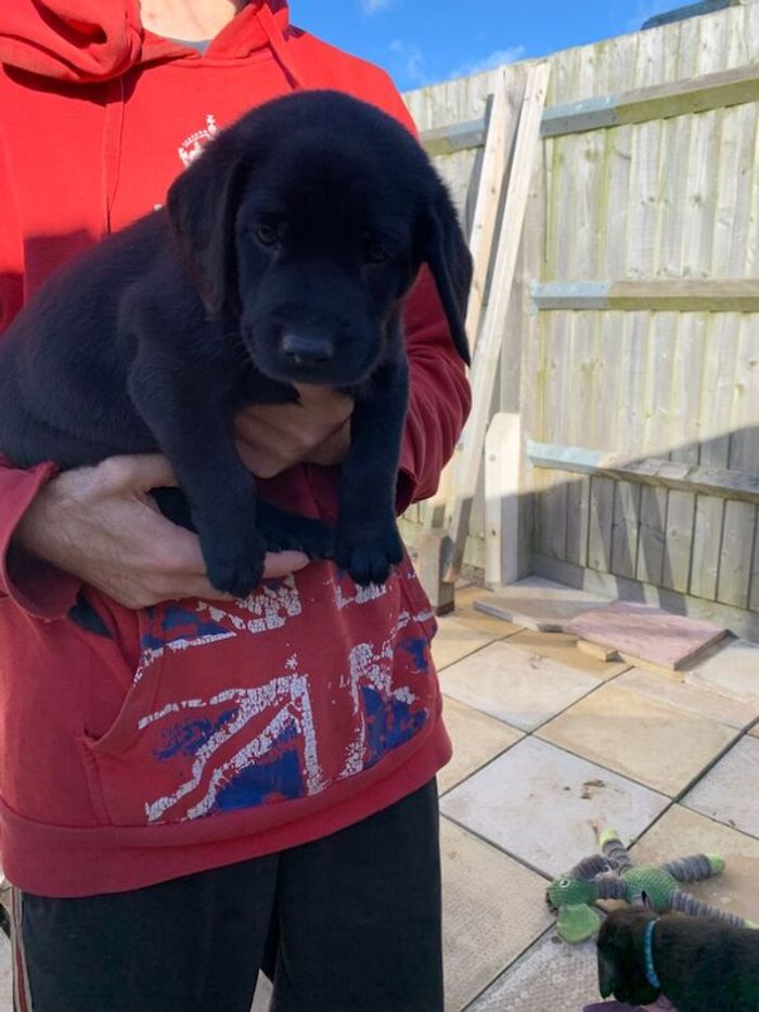 Labrador Retriever puppies for sale in Peterhead, Aberdeenshire – KC registered, 6 weeks old - Image 9 of 10