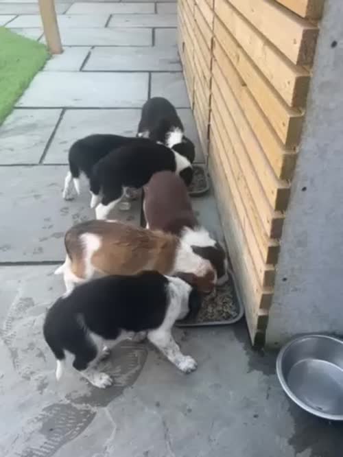 Pedigree border collies for sale in Leigh, Greater Manchester