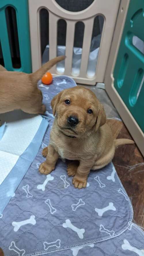 Labrador Puppies For Sale In Lancashire