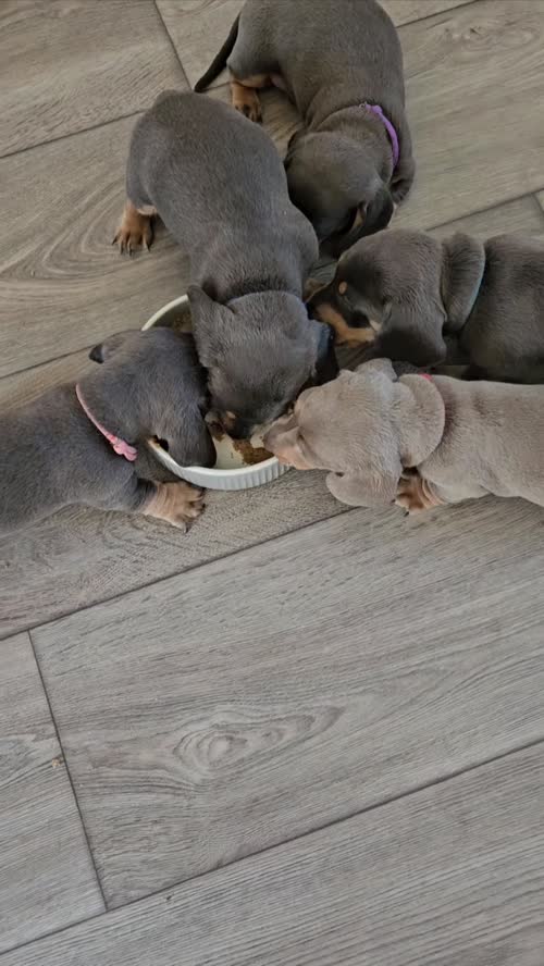 Pedigree Miniature Smooth Dachshund Puppies READY TO GO NOW for sale in Walsall, West Midlands