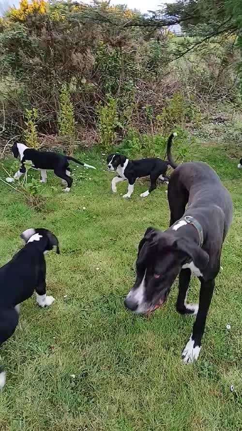 Pedigree KC Registered Great Dane puppies for sale in Belleek, County Fermanagh