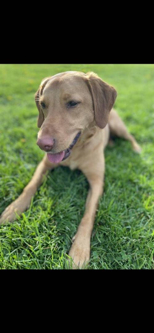 Pedigree Labrador puppies for sale in Sheffield, South Yorkshire - Image 10