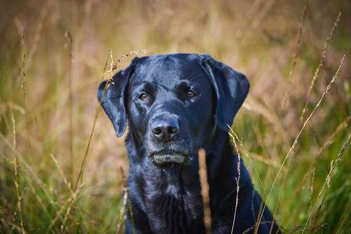 Pedigree Labrador puppies for sale in Sheffield, South Yorkshire - Image 9