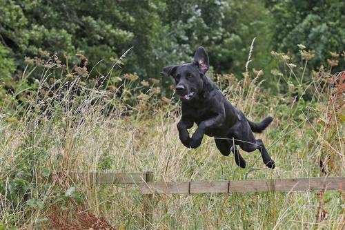 Pedigree Labrador puppies for sale in Sheffield, South Yorkshire - Image 12