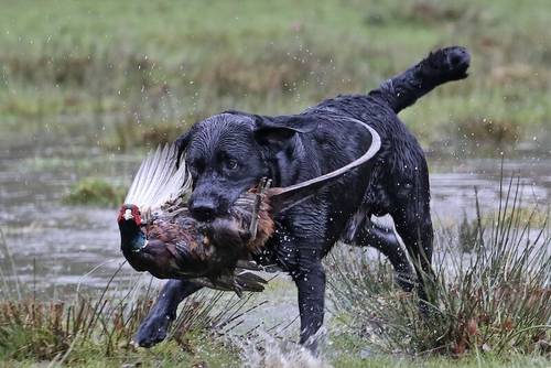 Pedigree Labrador puppies for sale in Sheffield, South Yorkshire - Image 11