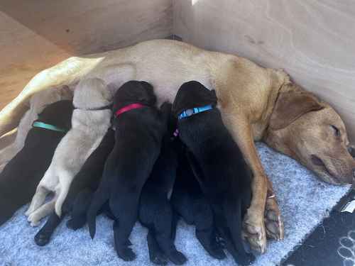 Pedigree Labrador puppies for sale in Sheffield, South Yorkshire