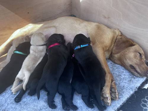 Pedigree Labrador puppies for sale in Sheffield, South Yorkshire - Image 1