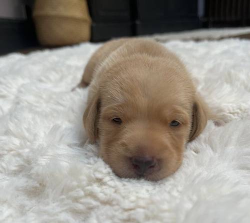 Pedigree Labrador puppies for sale in Sheffield, South Yorkshire - Image 2