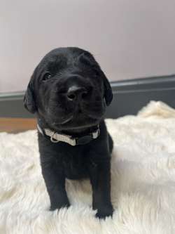 Pedigree Labrador puppies for sale in Sheffield, South Yorkshire | Image 4