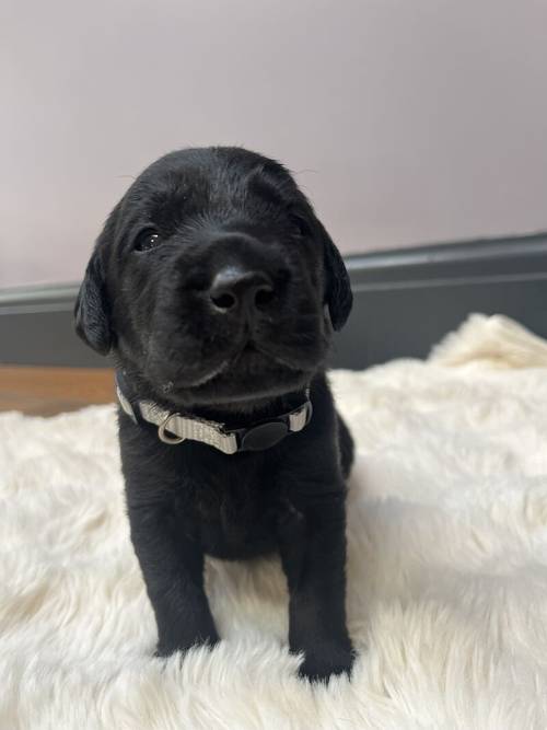 Pedigree Labrador puppies for sale in Sheffield, South Yorkshire - Image 3