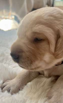 Pedigree Labrador puppies for sale in Sheffield, South Yorkshire | Image 3