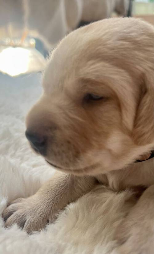 Pedigree Labrador puppies for sale in Sheffield, South Yorkshire - Image 5