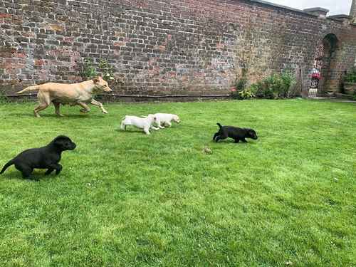 Pedigree Labrador Puppies for sale in Fimber, East Riding of Yorkshire