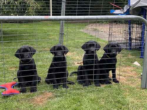 Pedigree Labrador puppies still available for sale in Nairn, Highland