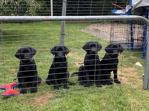 Pedigree Labrador puppies still available for sale in Nairn, Highland - Image 1