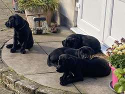 Pedigree Labrador puppies still available for sale in Nairn, Highland | Image 2