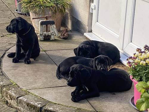 Pedigree Labrador puppies still available for sale in Nairn, Highland - Image 2