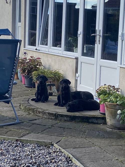 Pedigree Labrador puppies still available for sale in Nairn, Highland - Image 3