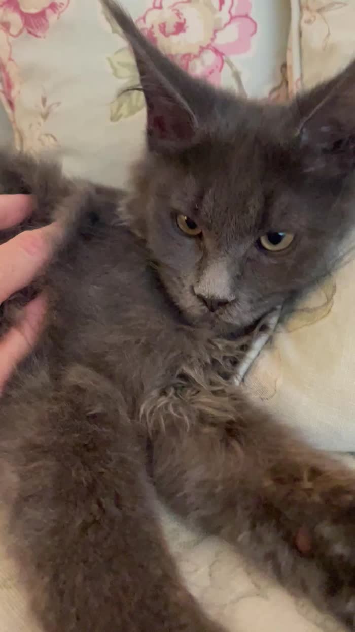 Maine Coon kittens for sale in Bognor Regis, West Sussex – 4 months old