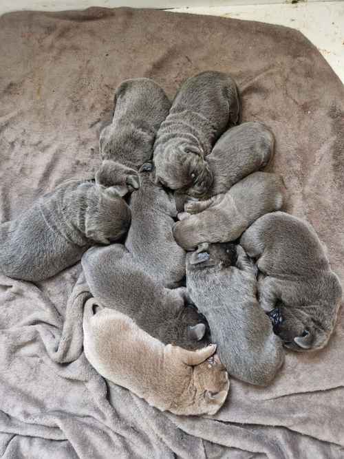 Pedigree show champ bloodline Labrador puppies for sale in West Bromwich, West Midlands