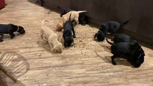 Pedigree Working Labrador puppies for sale in Ripley, Derbyshire