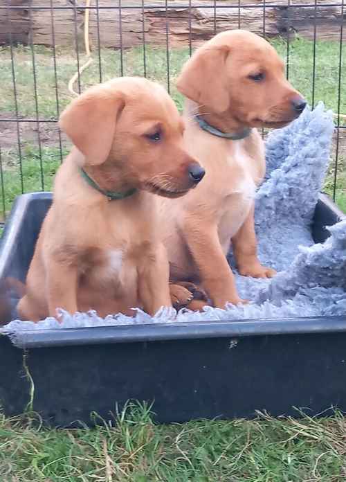 Pedigree Working Red Labrador Puppies for sale in Malton, North Yorkshire