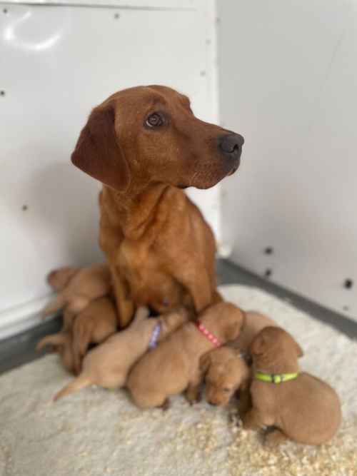 Pennys litter ready 29-9-24 for sale in Ely, Cambridgeshire