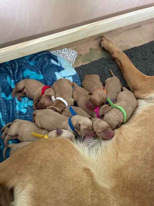 Perfect Fox Red KC Labrador Puppies for sale in Annan, Dumfries and Galloway