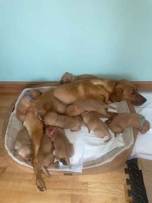 Perfect Fox Red KC Labrador Puppies for sale in Annan, Dumfries and Galloway