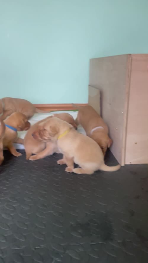 Perfect Fox Red KC Labrador Puppies for sale in Annan, Dumfries and Galloway